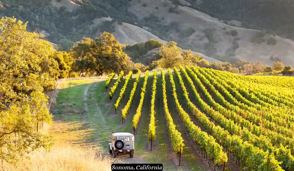 12 Best Places to Visit in November for Couples 2025 14 A scenic vineyard in Sonoma, California, bathed in golden sunlight. Green grapevines stretch in neat rows across a gentle slope, with a dirt path winding through them. A vintage white jeep is parked on the path, backed by rolling hills and trees.