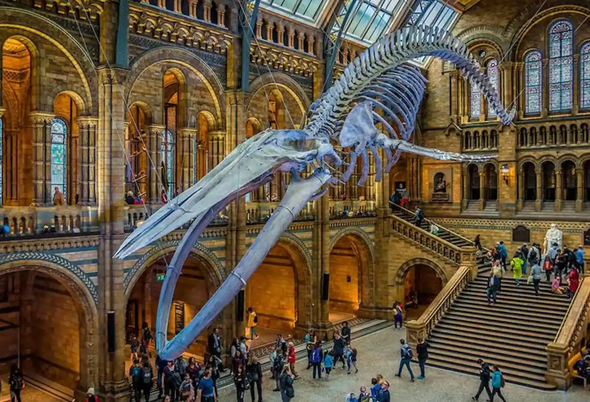 15 Romantic Things To Do in New Haven For Couples in 2024 17 A large blue whale skeleton suspended from the ceiling dominates the central hall of a grand, historical museum with ornate architectural details. Visitors are seen walking and gathering around the exhibit, gazing at the impressive display.