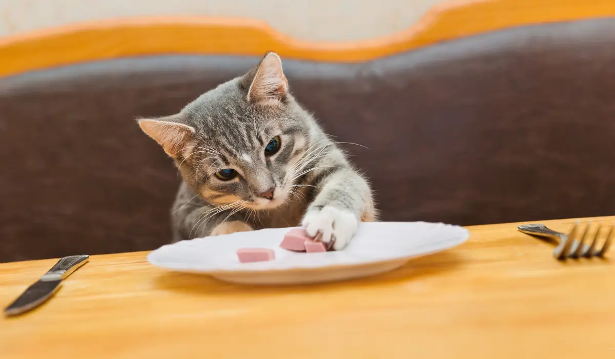 40 amazing Cute Date Ideas in Columbus, Ohio for Couples in 2025 4 A gray and white cat sits at a wooden table, reaching with its paw towards small cubes of meat on a white plate. A knife and fork are placed on either side of the plate. The background shows a cushioned bench.