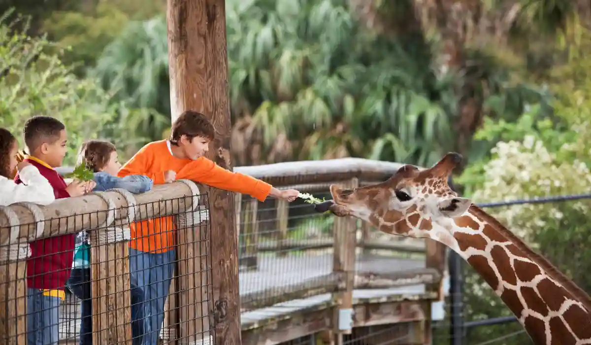 12+ Best Things to do in San Diego for Couples 2025 6 A child in an orange shirt reaches over a fence to feed a giraffe at a zoo, with two other children watching. The giraffe extends its neck to eat from the childs hand. Lush greenery is visible in the background.