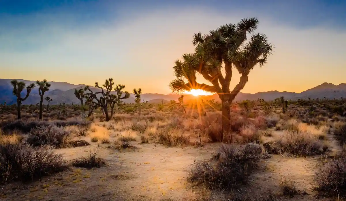20 Most Romantic Things to do in California for Couples 6 Sunset in a desert landscape with Joshua trees scattered across arid terrain. The sky is a gradient of orange and blue, with the sun partially hidden behind a tree, casting long shadows on the ground. Distant mountains form the horizon.