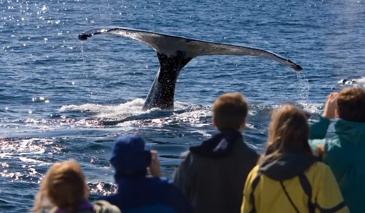 20 Most Romantic Things to do in California for Couples 17 A group of people watches a whales tail rising from the ocean as it prepares to dive, creating splashes around it in the water. The scene captures a close-up view of the whale with the blue sea in the background.
