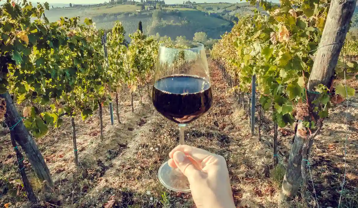 12+ Best Things to do in San Diego for Couples 2025 14 A hand holds a glass of red wine in the foreground, with rows of grapevines stretching into the distance. The landscape is lush and hilly, bathed in warm sunlight, suggesting a vineyard setting.