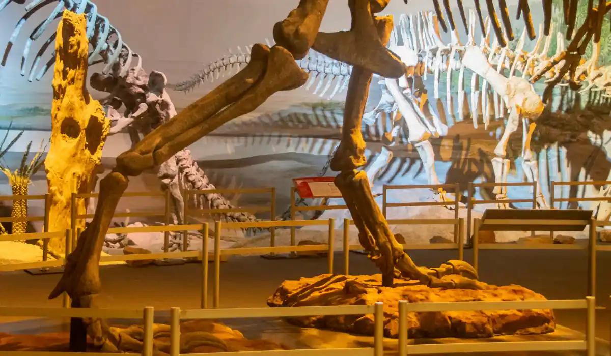 The 10 Best Interactive Museums in NYC You Must Visit  4 The image shows a museum exhibit with large dinosaur skeletons. Foreground features a close-up of fossilized leg bones, while the background displays additional skeletal structures. The scene is warmly lit, highlighting the ancient artifacts.