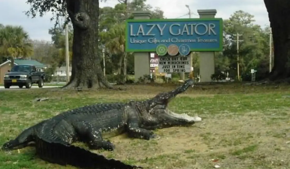 Lazy Gator Gifts