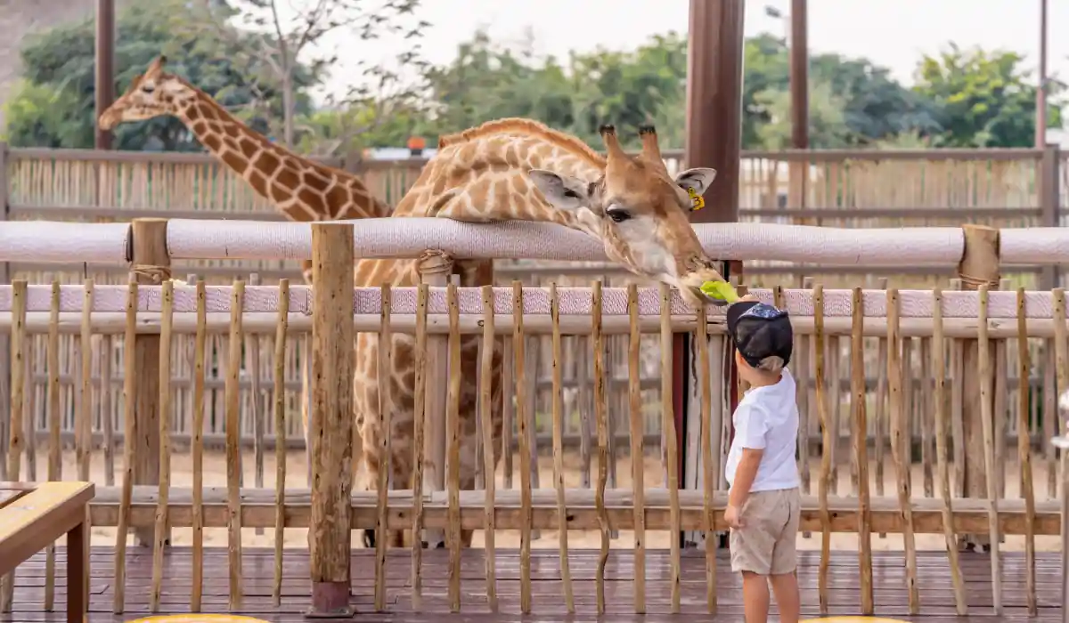 A young child wearing a cap stands near a fenced area feeding a giraffe with a leafy branch. Another giraffe is visible in the background. The scene is in a zoo with trees and structures in the distance.
