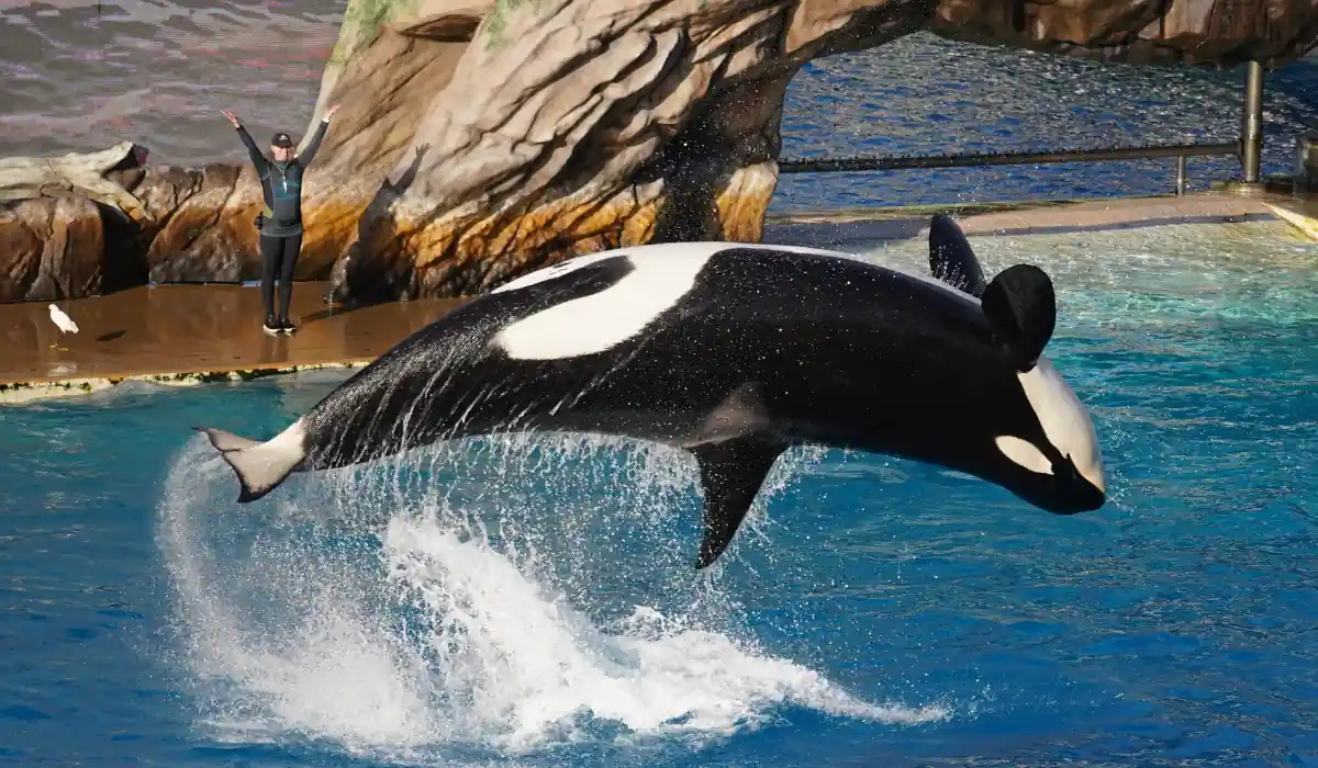 An orca leaps out of the water during a performance at a marine park, with a trainer in the background raising their arms. A rocky backdrop and splashes of water highlight the action.
