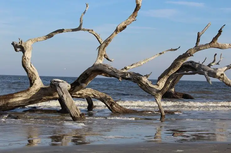Top 15+ Best Beaches in the US for Couples 19 Driftwood Beach
