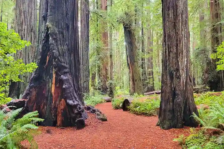 10 Northern California Coastal Towns Hidden Gems 13 Crescent City – Gateway to the Redwoods Rugged Coastline