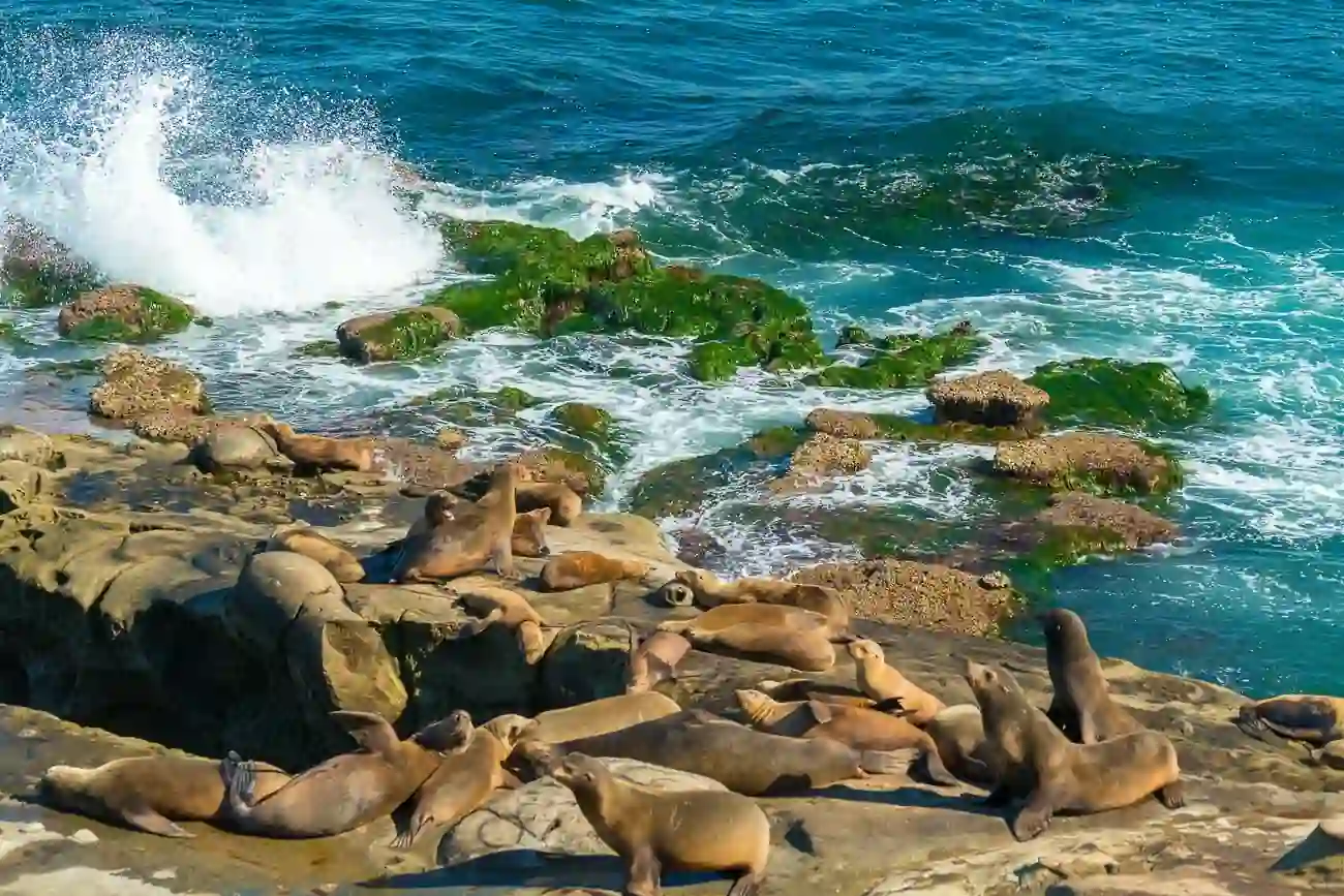 15 Most Instagrammable Spots in San Diego for Perfect Photos 5 La Jolla Cove – Sea Lions and Ocean Views