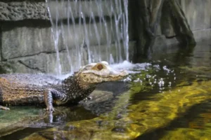 7 Unforgettable Moments at Houston Interactive Aquarium and Animal Preserve