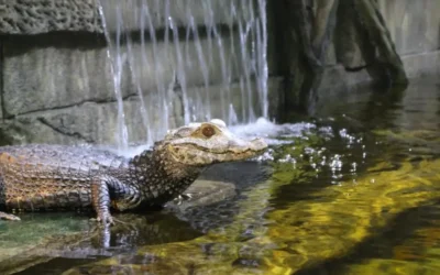 7 Unforgettable Moments at Houston Interactive Aquarium and Animal Preserve