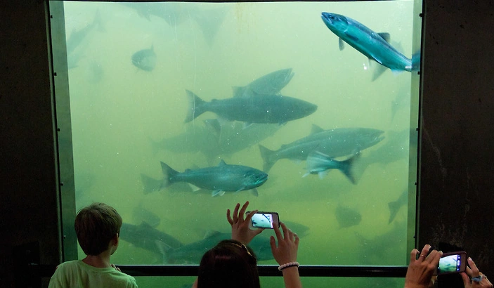 10 Unique Seattle Date Ideas on a Budget for 2025 12 Ballard Locks Fish Ladder