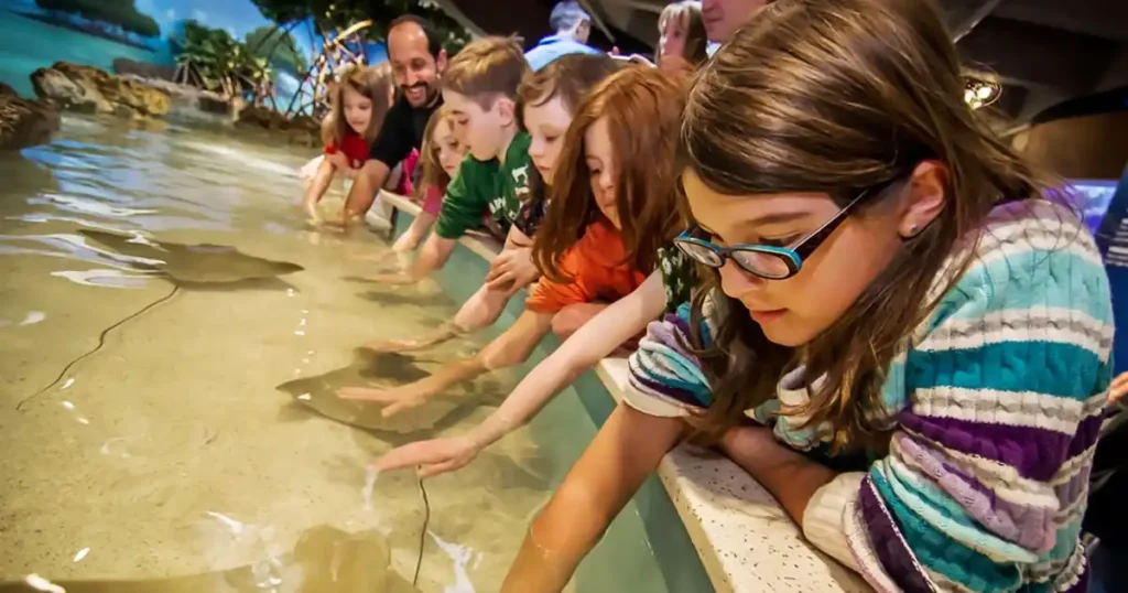 7 Unforgettable Moments at Houston Interactive Aquarium and Animal Preserve 3 Hand Feeding Stingrays – The Touch of the Ocean