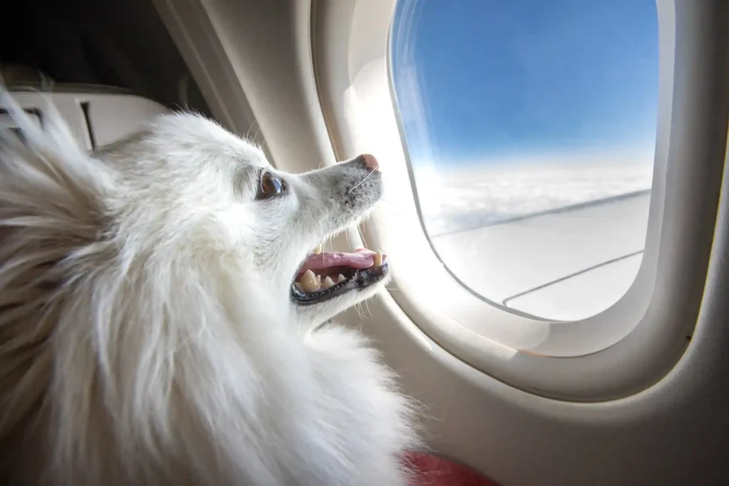 Exclusive: Delta Flight Dog Diversion MSP Shocks Travelers (2025) 7 Lessons from the Sky — What Every Traveler Should Know About Flying with Pets
