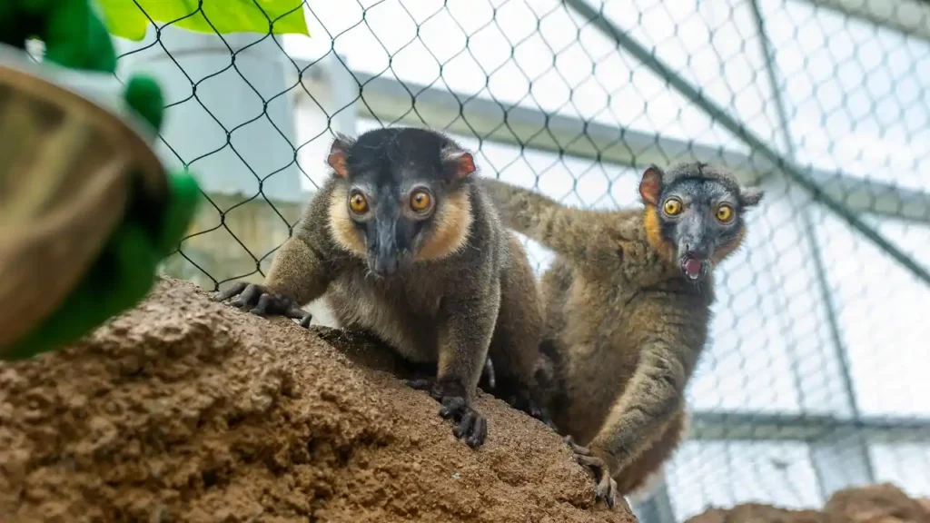 7 Unforgettable Moments at Houston Interactive Aquarium and Animal Preserve 4 Meeting the Lemurs – Mischievous Eyes from Madagascar