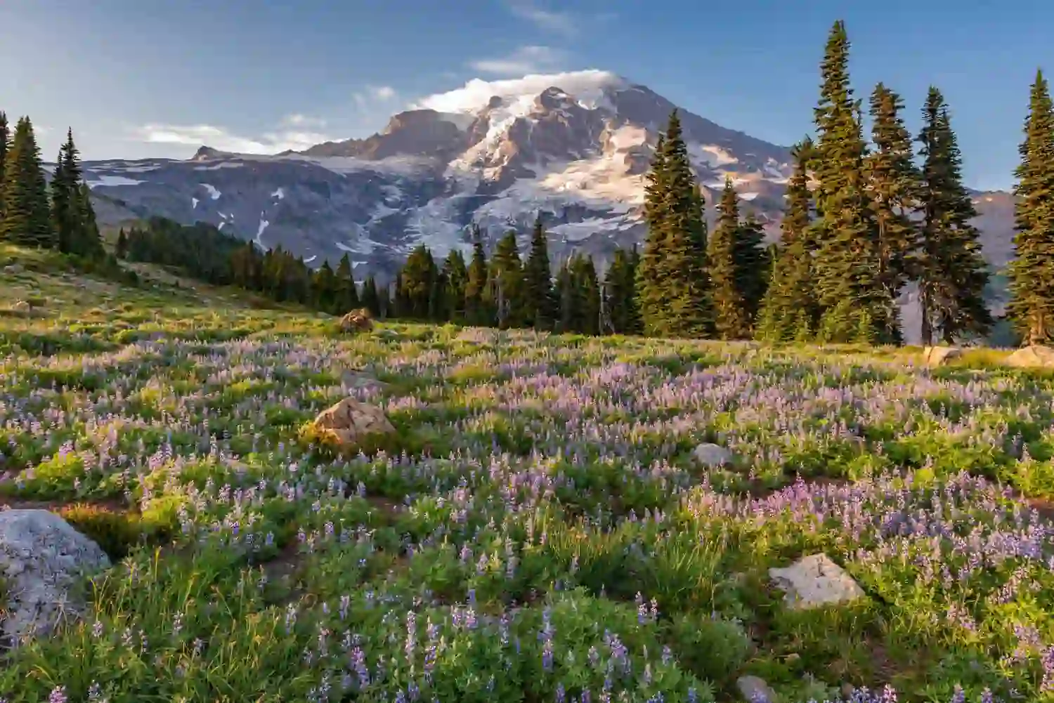 Mount Rainier Scenic Byway Washington – Wildflowers Mountain Majesty