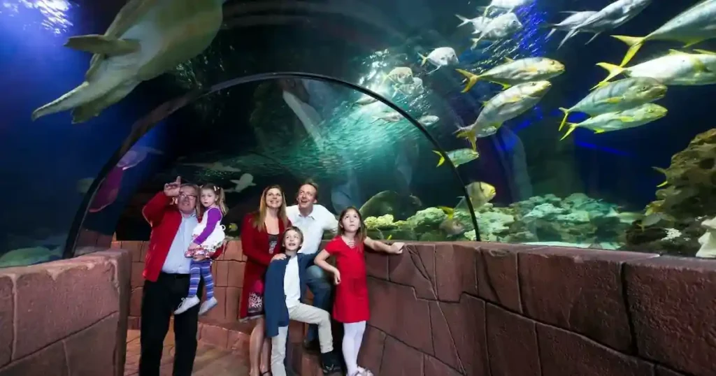 7 Unforgettable Moments at Houston Interactive Aquarium and Animal Preserve 9 Sunset Reflections – A Day at the Preserve Comes Full Circle