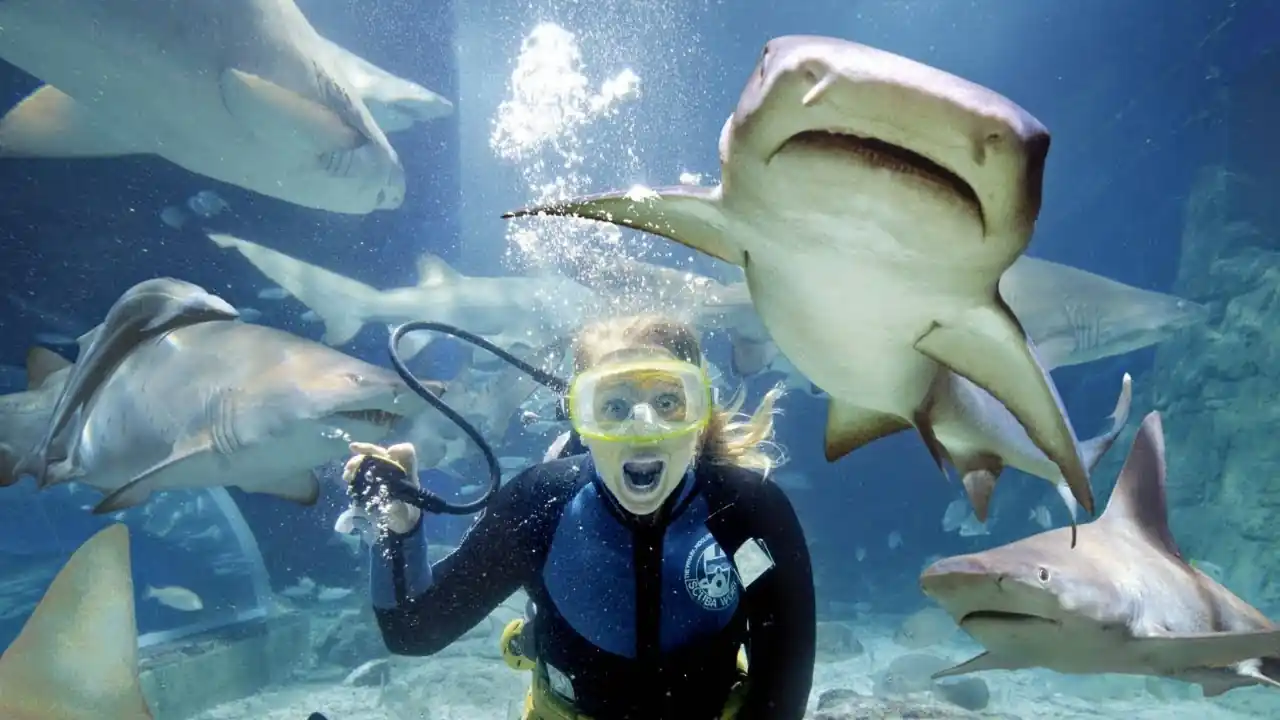 7 Unforgettable Moments at Houston Interactive Aquarium and Animal Preserve 6 Swimming with the Sharks – Fear Meets Fascination