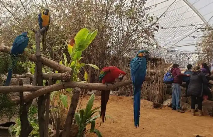 7 Unforgettable Moments at Houston Interactive Aquarium and Animal Preserve 5 The Aviary Walk – Where Colors Take Flight