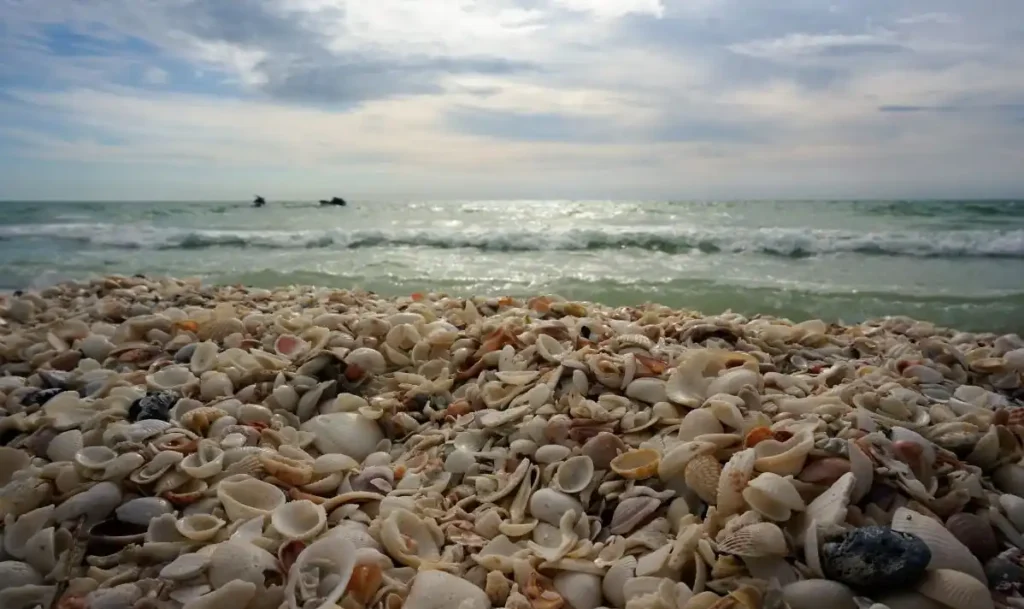 Naples vs Marco Island: Which Is Better for Couples? 6 Marco Island Beaches — Soft Secluded Shell Heaven