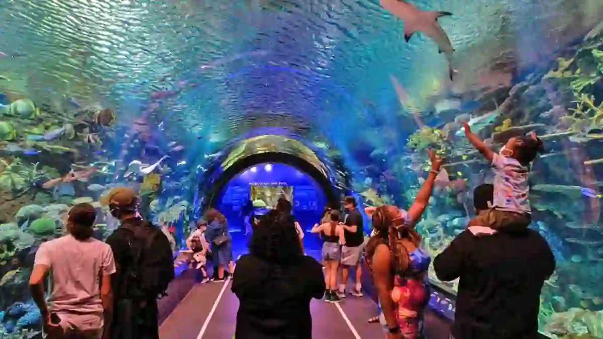 New England Aquarium After Hours Programs
