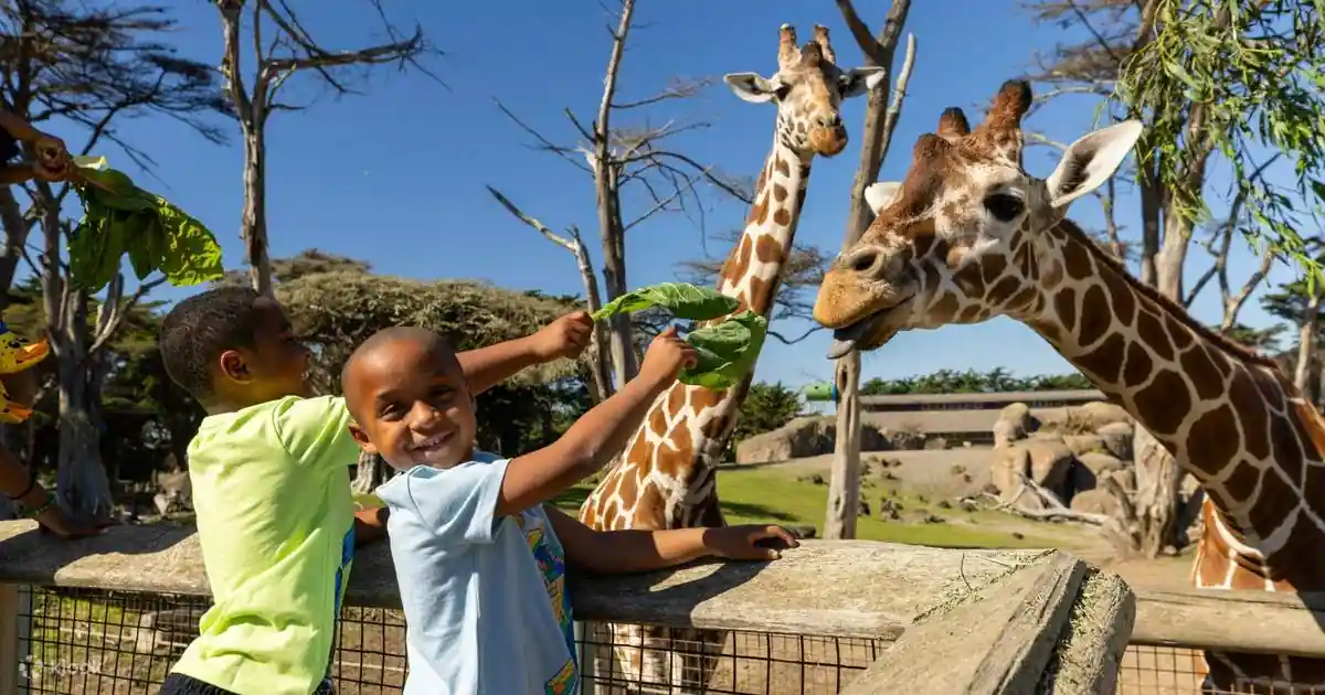 Visit the San Francisco Zoo