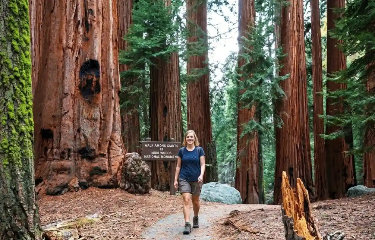 Walk Among Giants at Muir Woods National Monument 1