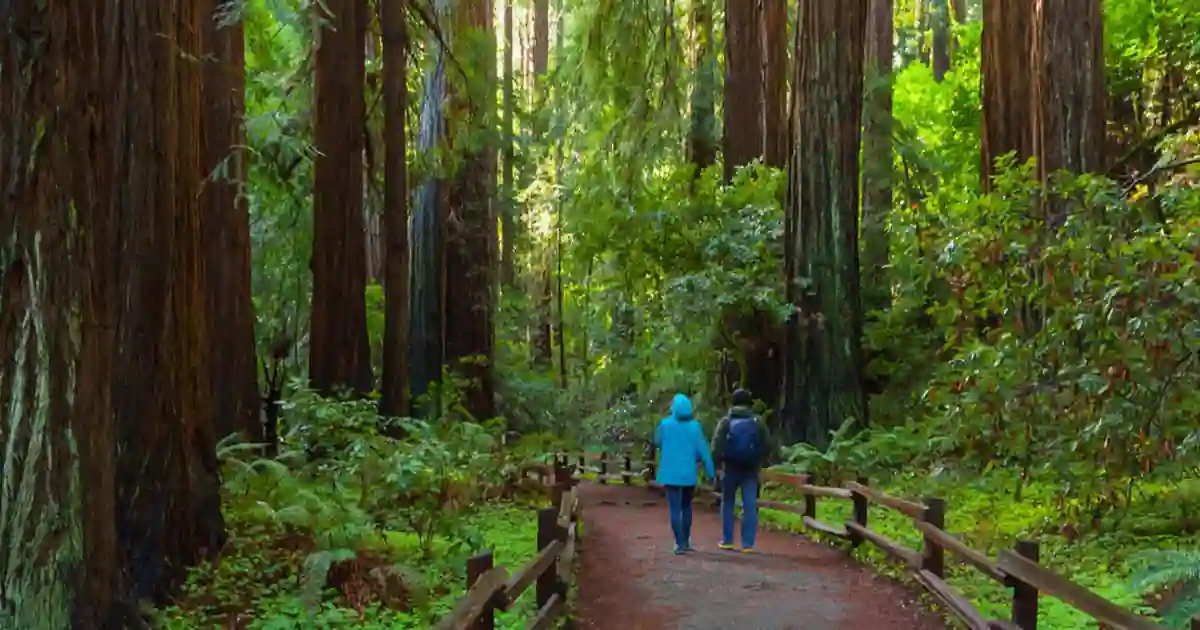 Top 10 Cool Things to Do in San Francisco (2026 Ultimate Travel Guide) 7 Walk Among Giants at Muir Woods National Monument